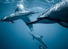 世界杯客户端下载说明-新秀列传：球家老三不走寻常路，他跟老爸划清界限